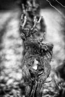 Portrait de cave #Aspiran