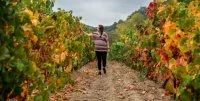 Vignobles