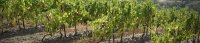 Vignes © Olivier Diaz de Zarate Vignes