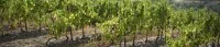 Vignes