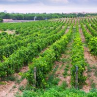 Vignes