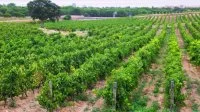Vignes