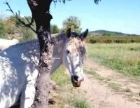 Balade &agrave; cheval