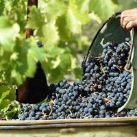 VIN_vigne_raisin@Fusioline