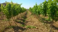 Domaine  &copy;Julien_Ribes