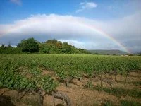 Les vignes de l'ABREUVOIR &copy;Julien_Ribes