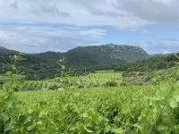 Vignoble BB &copy;Delphine_Raymond
