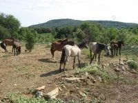 VIGGOS_FARM&copy;2022_jean_luc_hermann_OTC (1) &copy;hermann