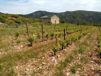 Les vignes sur le Causse de Montpeyroux- ©Bardou_Noelle