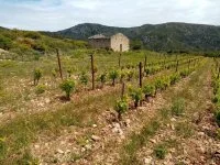 Les vignes sur le Causse de Montpeyroux- &copy;Bardou_Noelle