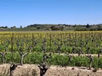 Vignes fleuries &copy; Personnel