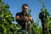 Vitiforesterie Charles Juin 23b &copy; Domaine des conqu&ecirc;tes