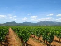 Cht de Jonquie&brvbar;&Ccedil;res, Vignes et Larzac &copy; Chateau de Jonqui&egrave;re