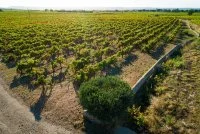 Domaine de l'Argenteille - SAINT FELIX DE LODEZ (H&eacute;rault) &copy;herve_leclair_aspheries.com