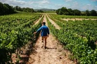 Vignes dourbie &copy; &reg;Marie_Loyau