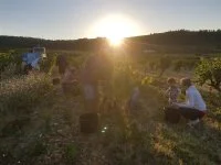 Vendanges &copy;mas_de_clanny