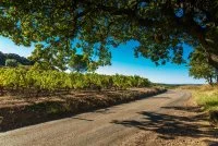 Domaine de l'Aster - PERET (H&eacute;rault) &copy;herve leclair / aspheries.com