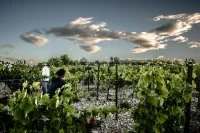 Les vignes &copy; Ch&acirc;teau Capion