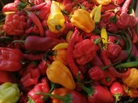 les piments du bout du monde &copy; les piments du bout du monde