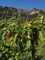 les piments du bout du monde &copy; les piments du bout du monde