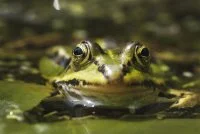 selective-focus-shot-green-frog &copy;freepik