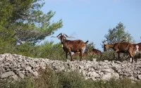 La Ferme des Caprices &copy; La Ferme des Caprices