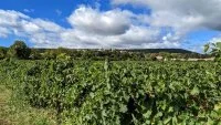 Vignes et volcans de fontes0002 &copy;Gilles Delerue - ADT34 &copy;Gilles Delerue - ADT34